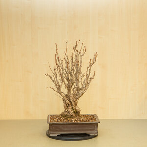 Ginkgo biloba  brown rectangular pot 39 cm, height ~72 cm
