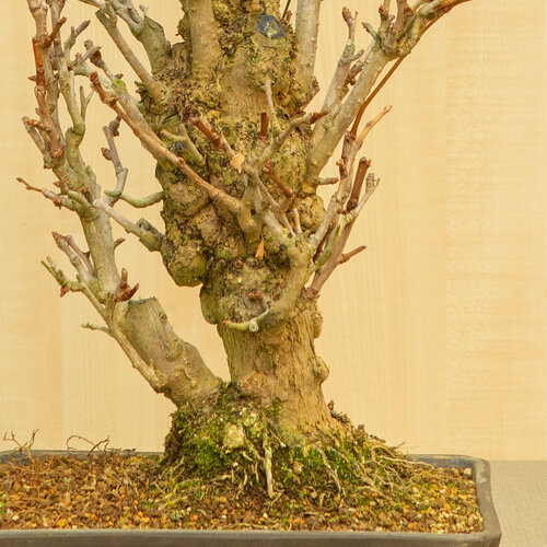 Buiten Bonsai Ginkgo biloba ongeglazuurde rechthoekige pot 32 cm, hoogte ~63 cm