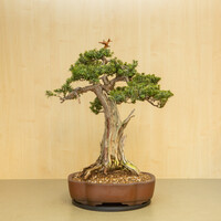 Taxus cuspidata unglazed chrysanthemum pot 42 cm, height ~ 80 cm