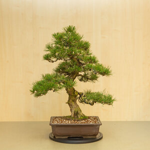 Pinus thunbergii ongegalzuurde rechthoekige pot 37 cm, hoogte ~80 cm