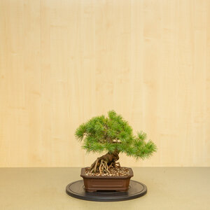 Pinus parviflora ongeglazurde mokko pot 26 cm, hoogte ~37 cm