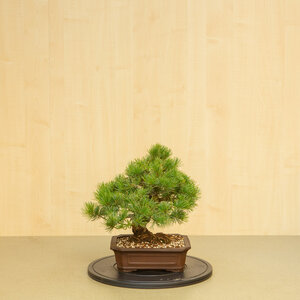 Pinus parviflora unglazed mokko pot 25 cm, hoogte ~39 cm
