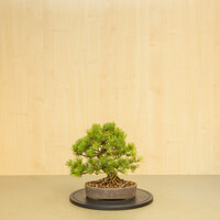 Pinus parviflora ongeglazurde ovale pot 25 cm, hoogte ~37 cm