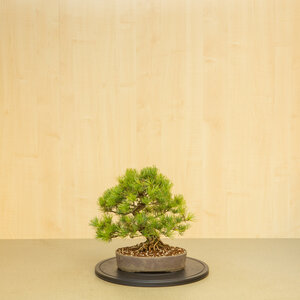 Pinus parviflora unglazed mokko pot 25 cm, height ~37cm