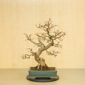 Carpinus coreana blue green rectangular pot 34cm,  height ~ 72cm