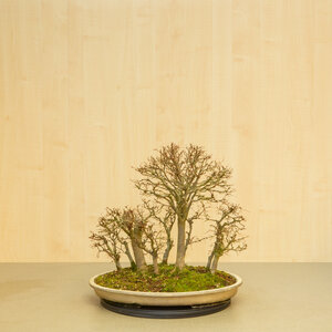 Zelkova serrata bos beige ovale pot 47 cm, hoogte ~49 cm
