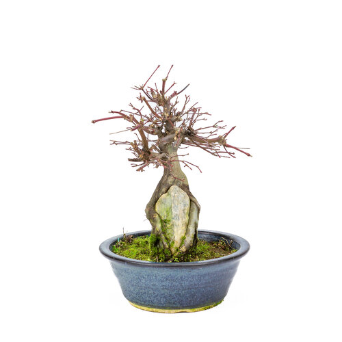 Outdoor Bonsai Acer palmatum 'Deshojo' dark blue oval pot 20 cm, height ~31cm