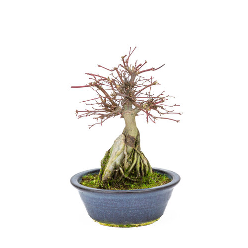 Outdoor Bonsai Acer palmatum 'Deshojo' dark blue oval pot 20 cm, height ~31cm