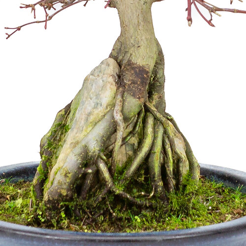 Outdoor Bonsai Acer palmatum 'Deshojo' dark blue oval pot 20 cm, height ~31cm