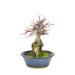 Acer palmatum 'Deshojo'  dark blue oval pot 20 cm, height ~31cm