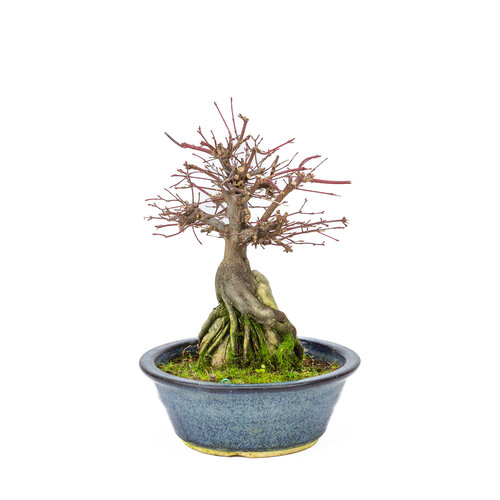Outdoor Bonsai Acer palmatum 'Deshojo' dark blue oval pot 20 cm, height ~31cm