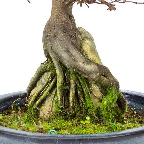 Outdoor Bonsai Acer palmatum 'Deshojo' dark blue oval pot 20 cm, height ~31cm
