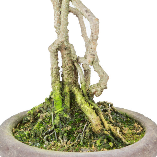 Outdoor Bonsai Pinus parviflora neagari ongeglazuurde ronde pot 13cm, height ~28cm
