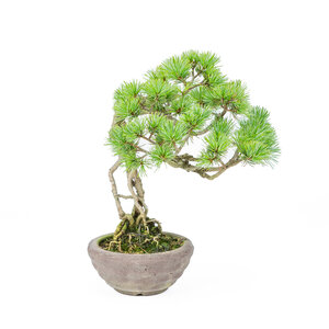 Pinus parviflora neagari ongeglazuurde ronde pot 13cm, height ~28cm