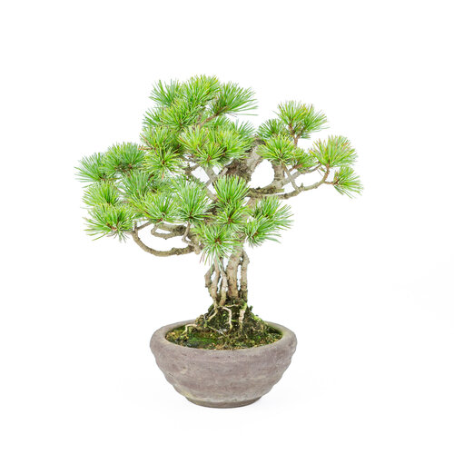 Outdoor Bonsai Pinus parviflora neagari ongeglazuurde ronde pot 13cm, height ~28cm