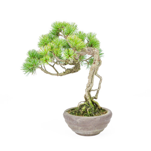 Outdoor Bonsai Pinus parviflora neagari ongeglazuurde ronde pot 13cm, height ~28cm