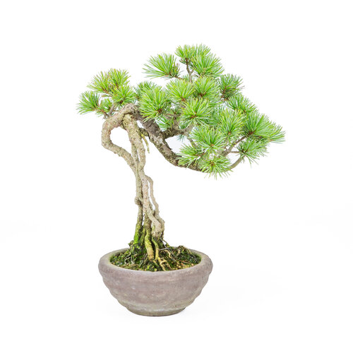 Outdoor Bonsai Pinus parviflora neagari ongeglazuurde ronde pot 13cm, height ~28cm