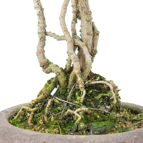 Outdoor Bonsai Pinus parviflora neagari ongeglazuurde ronde pot 13cm, height ~28cm
