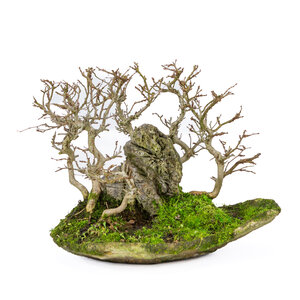 Carpinus coreana with stone on plank  32cm, height ~27cm