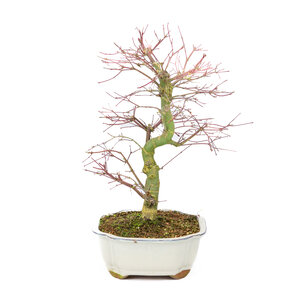 Acer palmatum Deshojo creme mokko pot 25cm, height ~46cm