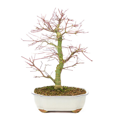 Outdoor Bonsai Acer palmatum Deshojo creme mokko pot 25cm, height ~46cm