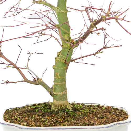 Outdoor Bonsai Acer palmatum Deshojo creme mokko pot 25cm, height ~46cm