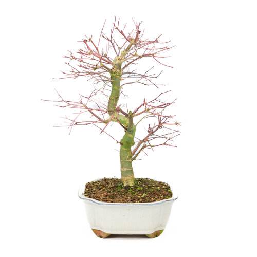 Outdoor Bonsai Acer palmatum Deshojo creme mokko pot 25cm, height ~46cm