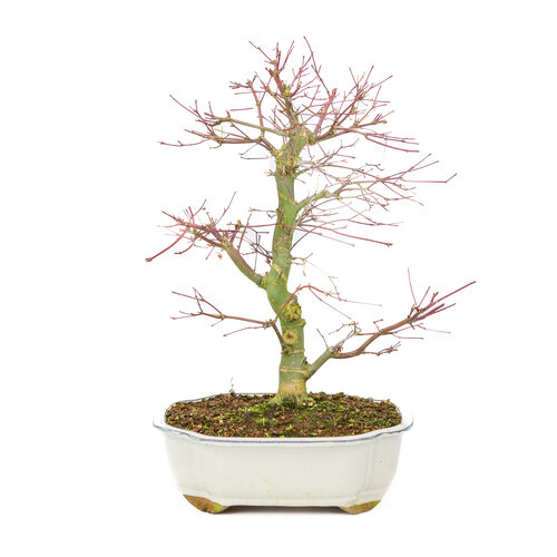 Outdoor Bonsai Acer palmatum Deshojo creme mokko pot 25cm, height ~46cm