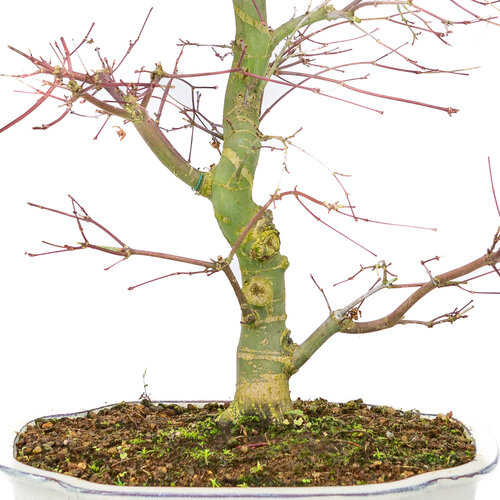 Outdoor Bonsai Acer palmatum Deshojo creme mokko pot 25cm, height ~46cm