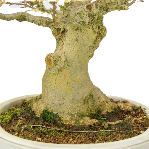 Outdoor Bonsai Acer buergerianum creme oval pot 25cm, height ~36cm