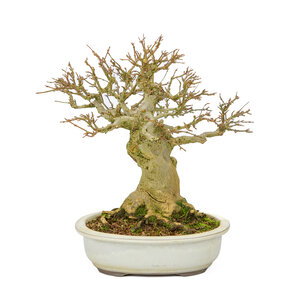 Acer buergerianum creme oval pot 25cm, height ~36cm