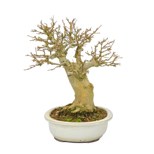 Outdoor Bonsai Acer buergerianum creme oval pot 25cm, height ~36cm