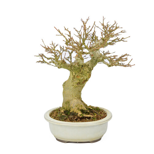 Outdoor Bonsai Acer buergerianum creme oval pot 25cm, height ~36cm