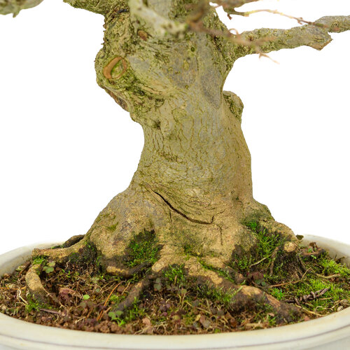 Outdoor Bonsai Acer buergerianum creme oval pot 25cm, height ~36cm