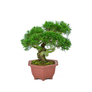Juniperus chinensis unglazed hexagonal pot 18cm, height ~28cm