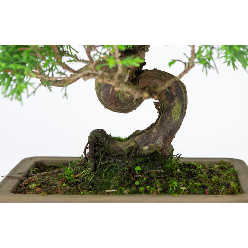 Outdoor Bonsai Juniperus chinensis unglazed rectangular pot 19cm, height ~31cm