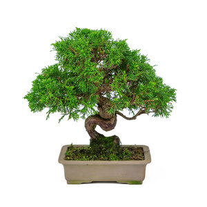 Juniperus chinensis unglazed rectangular pot 19cm, height ~31cm