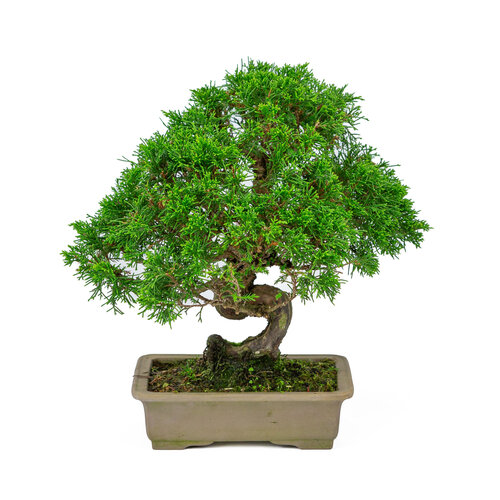 Outdoor Bonsai Juniperus chinensis unglazed rectangular pot 19cm, height ~31cm