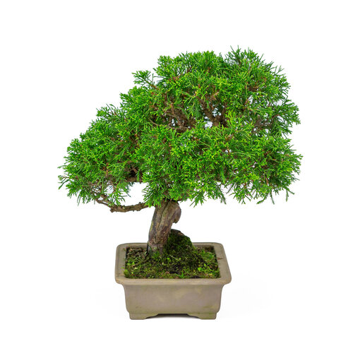 Outdoor Bonsai Juniperus chinensis unglazed rectangular pot 19cm, height ~31cm