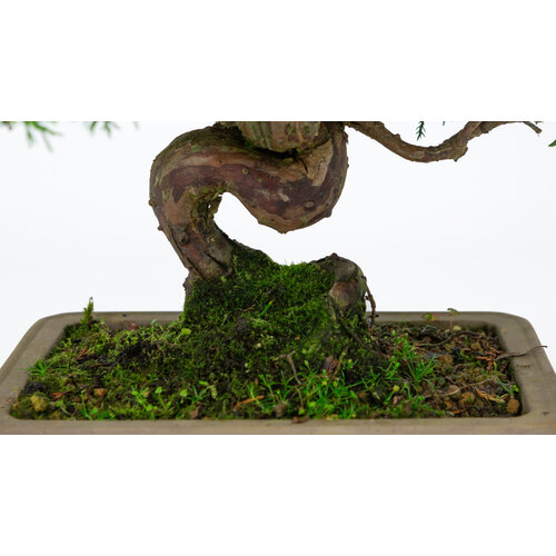 Outdoor Bonsai Juniperus chinensis unglazed rectangular pot 19cm, height ~31cm