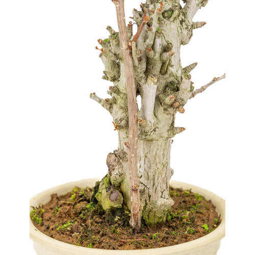 Outdoor Bonsai Ginkgo biloba creme round pot 20cm, height ~50cm
