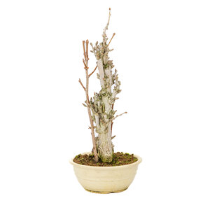 Ginkgo biloba creme round pot 20cm, height ~50cm