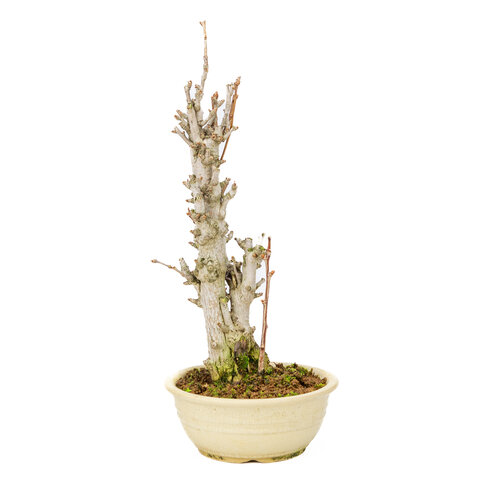 Outdoor Bonsai Ginkgo biloba creme round pot 20cm, height ~50cm