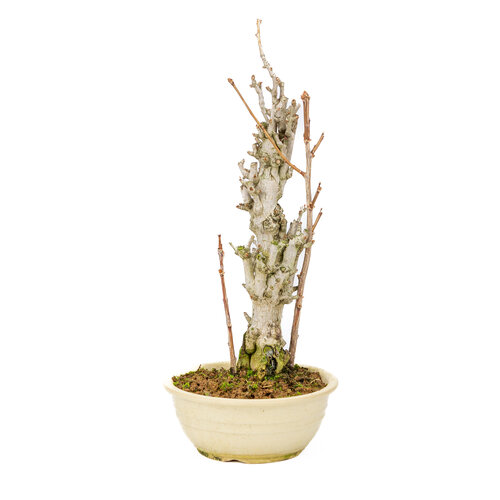 Outdoor Bonsai Ginkgo biloba creme round pot 20cm, height ~50cm