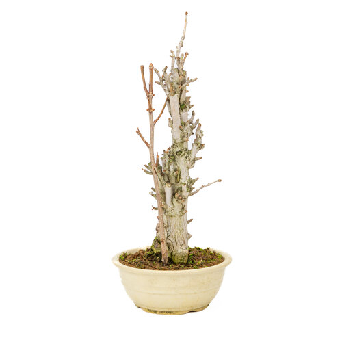 Outdoor Bonsai Ginkgo biloba creme round pot 20cm, height ~50cm