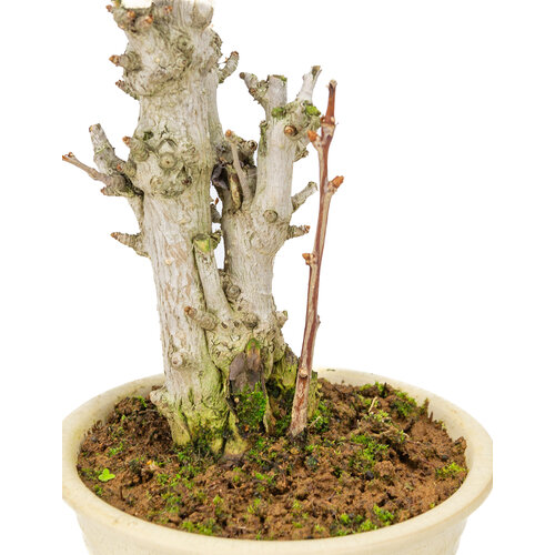 Outdoor Bonsai Ginkgo biloba creme round pot 20cm, height ~50cm