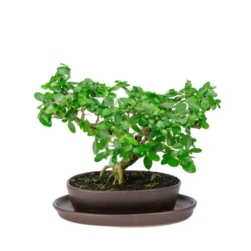Premna bruine ovale pot 22cm, hoogte ~30cm Premna bruine ovale pot 22cm, hoogte ~30cm