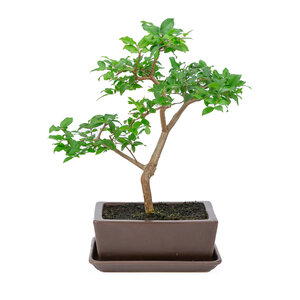Syzyigium brown rectangular  pot 21cm, height  ~42cm