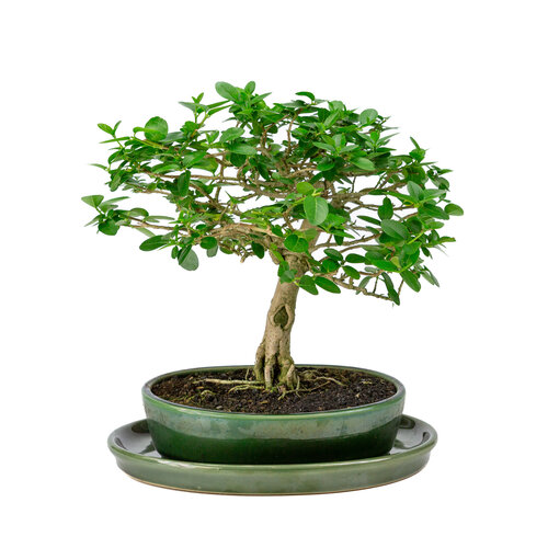 Premna groene ovale pot 22cm, hoogte ~30cm Premna groene ovale pot 22cm, hoogte ~30cm