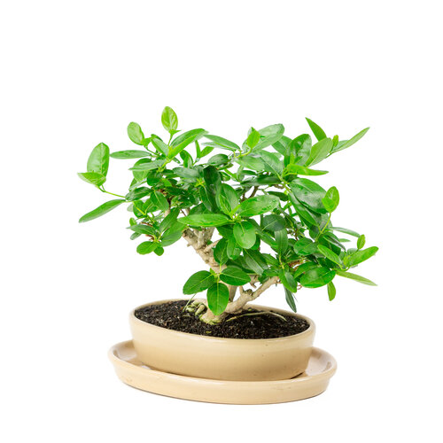 Indoor Bonsai Premna green  oval pot 22cm, height ~28cm